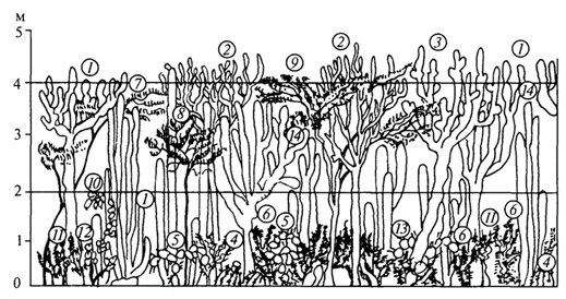 рис. 65. профильная диаграмма суккулентных формаций венесуэлы (g.walter, s.-w. breckle, 1985): 1-6 - стеблевые суккуленты; 7- 11 - кустарники; 12 - многолетние травы; 13, 14 - эпифиты