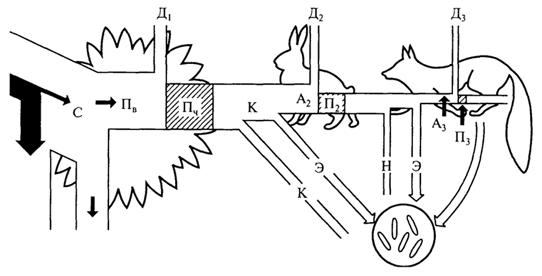 рис. 2. поток энергии через три уровня простой кормовой цепи (п.дювиньо, м.танг, 1968): с - свет; пв - валовая продукция; пч - чистая продукция; п2, п3 - вторичная продукция; д1-д3 - потери на дыхание; к - корм; н - неиспользуемая энергия; а2 - энергия, ассимилированная в зоомассе; а3 - энергия, ассимилированная хищниками; э - экскреты, отходы