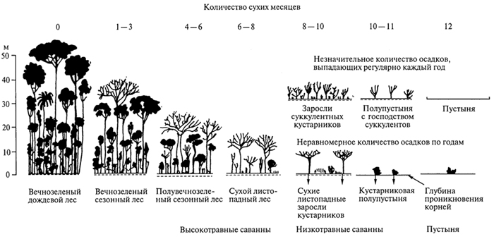 рис. 61. зависимость развития различных лесных формаций в тропических областях перу от продолжительности сухого периода (г.вальтер, 1968)