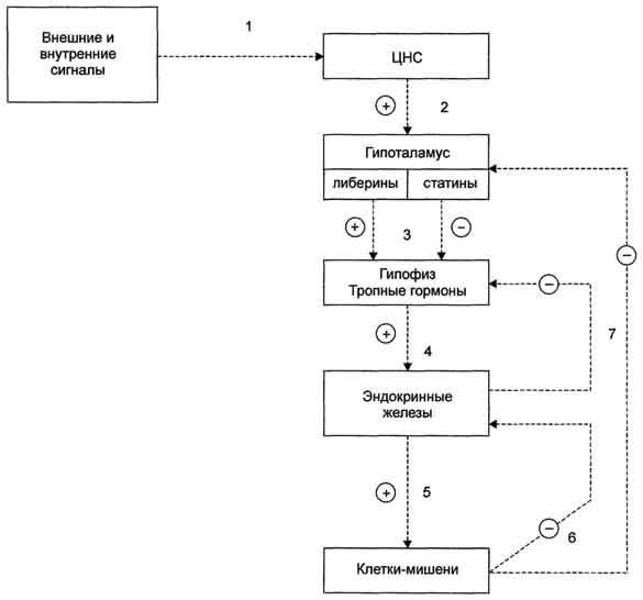 рис. 11-2. схема взаимосвязи регуляторных систем организма. 1 - синтез и секреция гормонов стимулируется внешними и внутренними сигналами; 2 - сигналы по нейронам поступают в гипоталамус, где стимулируют синтез и секрецию рилизинг-гормо-нов; 3 - рилизинг-гормоны стимулируют (либерины) или ингибируют (статины) синтез и секрецию тройных гормонов.гипофиза; 4 - тройные гормоны стимулируют синтез и секрецию гормонов периферических эндокринных желез; 5 - гормоны эндокринных желез поступают в кровоток и взаимодействуют с клетками-мишенями; 6 - изменение концентрации метаболитов в клетках-мишенях по механизму отрицательной обратной связи подавляет синтез гормонов эндокринных желез и гипоталамуса; 7 - синтез и секреция тройных гормонов подавляется гормонами эндокринных желез; ? - стимуляция синтеза и секреции гормонов; ? - подавление синтеза и секреции гормонов (отрицательная обратная связь).