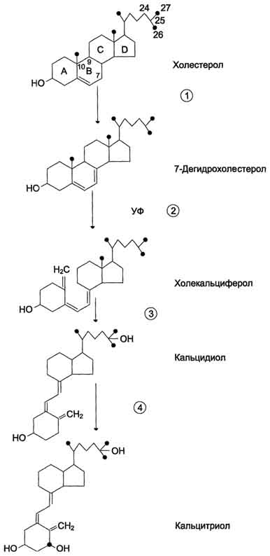 рис. 11-38. схема синтеза кальцитриола. 1 - холестерол является предшественником кальцитриола; 2 - в коже 7-дегидрохолестерол неферментативно превращается в холекальциферол; 3 - в печени 25-гидроксилаза превращает холекальциферол в кальцидиол; 4 - в почках образование кальцитриола катализируется 1α-гидроксилазой.