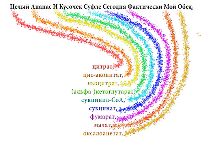 цикл трикарбоновых кислот