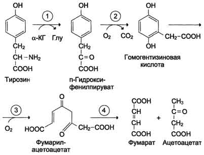 http://www.biochemistry.ru/biohimija_severina/img/b5873p507-i1.jpg