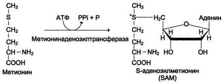 http://www.biochemistry.ru/biohimija_severina/img/b5873p500-i1.jpg