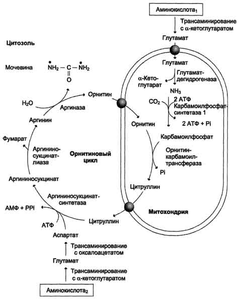 рис. 9-16. орнитиновый цикл кребса-гензелейта. окислительное дезаминирование глутамата происходит в митохондриях. ферменты орнитинового цикла распределены между митохондриями и цитозолем. поэтому необходим трансмембранный перенос глутамата, цитруллина и орнитина с помощью специфических транслоказ. на схеме показаны пути включения азота двух разных аминокислот (аминокислота 1 и аминокислота 2) в молекулу мочевины: • одна аминогруппа - в виде аммиака в матриксе митохондрии; • вторую аминогруппу поставляет аспартат цитозоля.