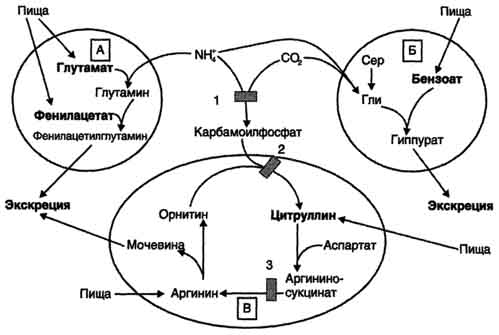 рис. 9-19. пути выведения аммиака при включении в диету глутамата и фенилацетата (а), бензоата (б), цитруллина и аргинина (в). на рисунке обозначены ферментные блоки: 1 - дефект карбамоилфосфатсинтетазы i; 2-дефект орнитинкарбамоилтрансферазы; 3 - дефект аргининосукцинатлиазы.