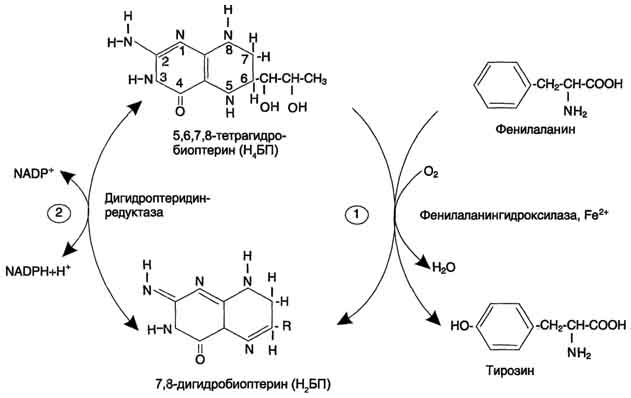 рис. 9-29. реакции гидроксилирования фенилаланина (1) и регенерации н4бп (2).