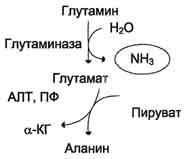рис. 9-10. метаболизм азота глутамина в кишечнике.
