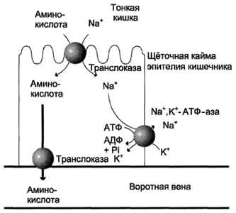 рис. 9-4. механизм всасывания аминокислот в кишечнике. l-аминокислота поступает в энтероцит путём симпорта с ионом na+. далее специфическая транслоказа переносит аминокислоту через мембрану в кровь. обмен ионов натрия между клетками осуществляется путём первично-активного транспорта с помощью nа+,к+-атф-азы.