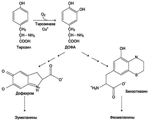 http://www.biochemistry.ru/biohimija_severina/img/b5873p509-i1.jpg