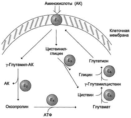 рис. 9-5. γ-глутамильный цикл. система состоит из одного мембранного и пяти цитоплазматических ферментов. перенос аминокислоты внутрь клетки осуществляется в комплексе с глутамильным остатком глутатиона под действием γ-глутамилтрансферазы. затем аминокислота освобождается, а γ-глутамильный остаток в несколько стадий превращается в глутатион, который способен присоединять следующую молекулу аминокислоты. е1 - γ-глутамилтрансфераза; е2 - у-глутамилциклотрансфераза; е3 - пептидаза; е4 - оксопролиназа; е5 - γ-глутамилцистеинсинтетаза; е6 - глутатионсинтетаза.