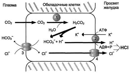 рис. 9-2, секреция соляной кислоты в желудке. 1 - карбоангидраза; 2 - н+/к+- атф-аза; 3 - белки-переносчики анионов; 4 - хлоридный канал.
