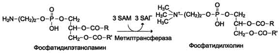 http://www.biochemistry.ru/biohimija_severina/img/b5873p500-i2.jpg