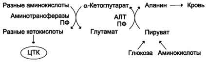 http://www.biochemistry.ru/biohimija_severina/img/b5873p480-i3.jpg