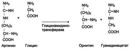 http://www.biochemistry.ru/biohimija_severina/img/b5873p501-i2.jpg