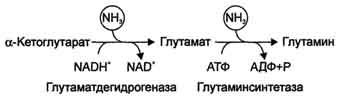 http://www.biochemistry.ru/biohimija_severina/img/b5873p480-i2.jpg