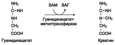 http://www.biochemistry.ru/biohimija_severina/img/b5873p501-i3.jpg