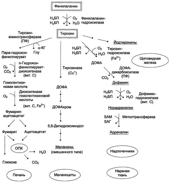 рис. 9-28. пути превращения фенилаланина и тирозина в разных тканях. н4бп - тетрагидробиоптерин; н2бп - дигидробиоптерин; пф - пиридоксальфосфат; sam - s-аденозилметионин.
