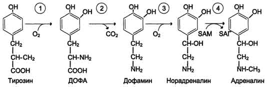 http://www.biochemistry.ru/biohimija_severina/img/b5873p509-i2.jpg