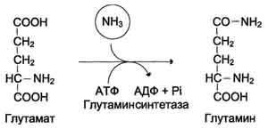 http://www.biochemistry.ru/biohimija_severina/img/b5873p479-i1.jpg