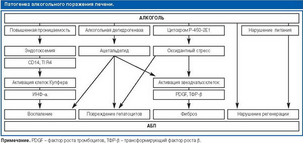 абп патогенез.jpg