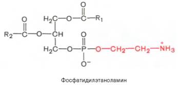 http://www.xumuk.ru/biologhim/bio/img462.jpg