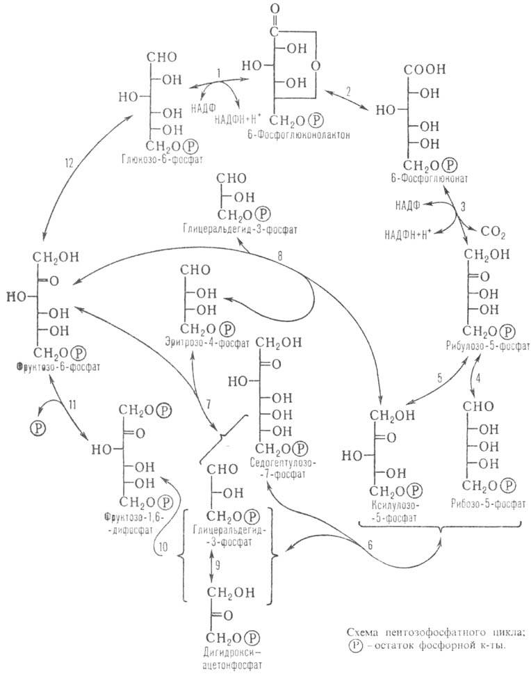 схема цикла.jpg