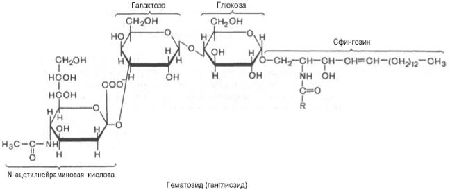 http://www.xumuk.ru/biologhim/bio/img482.jpg