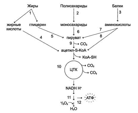 рис. 6-19. катаболизм основных пищевых веществ. 1-3 - пищеварение; 4-8 - специфические пути катаболизма; 9-10 - заключительный (общий путь) катаболизма; 11 - цпэ; 12 - окислительное фосфорилирование.