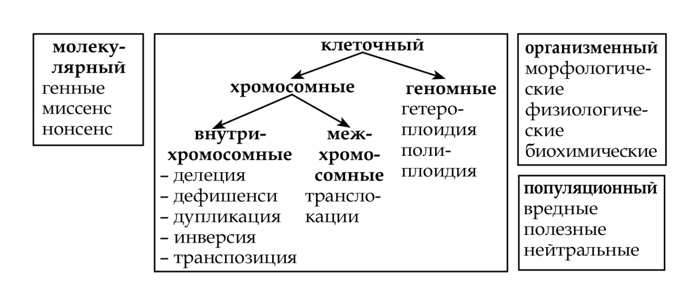 http://www.biospsma.spb.ru/szgmu_site/genetics/kostukevich_biology_kletky_final.page228.jpg