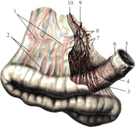 http://student.bsmu.by/bootest/media/topanat/img_40.jpg