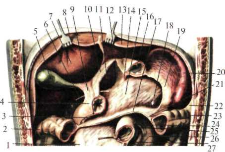 http://student.bsmu.by/bootest/media/topanat/img_24.jpg