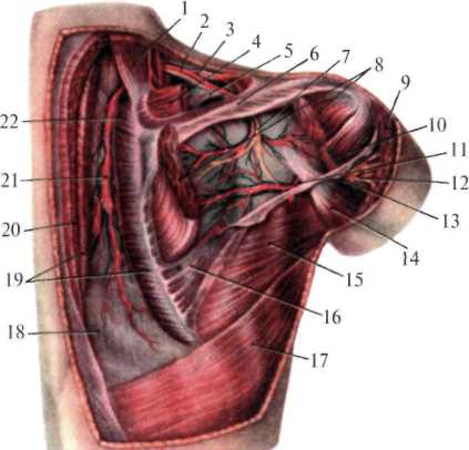 http://student.bsmu.by/bootest/media/topanat/img_120.jpg