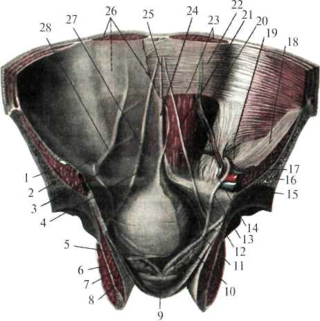 http://student.bsmu.by/bootest/media/topanat/img_16.jpg