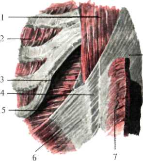 http://student.bsmu.by/bootest/media/topanat/img_8.jpg