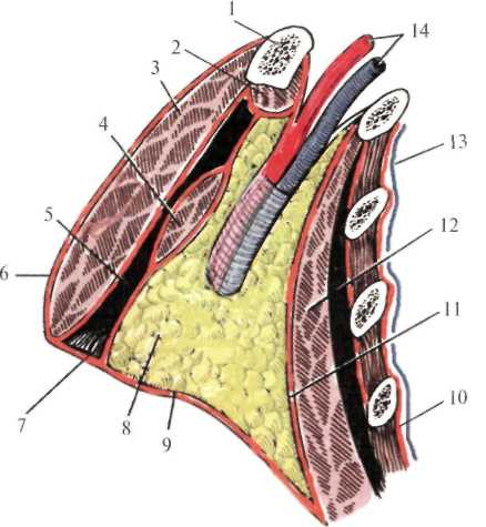 http://student.bsmu.by/bootest/media/topanat/img_118.jpg