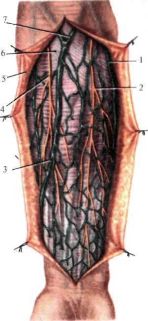 http://student.bsmu.by/bootest/media/topanat/img_128.jpg