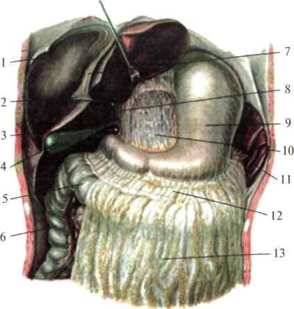 http://student.bsmu.by/bootest/media/topanat/img_22.jpg