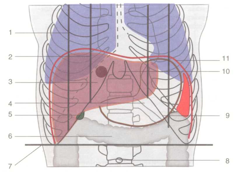 http://student.bsmu.by/bootest/media/topanat/img_30.jpg