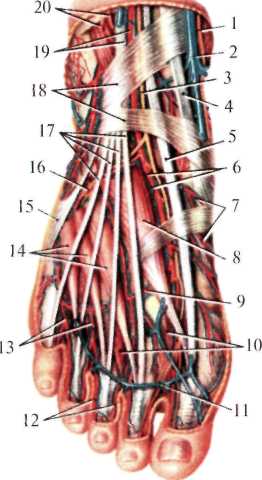 http://student.bsmu.by/bootest/media/topanat/img_162.jpg