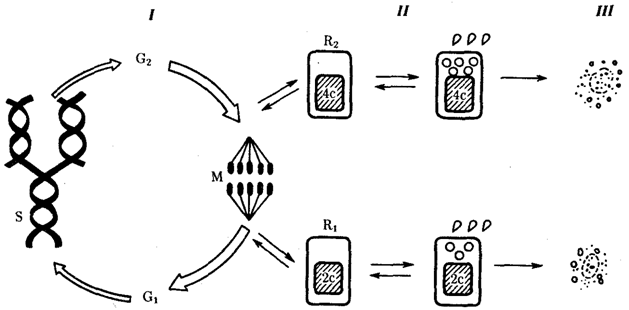 http://botan0.ru/files/biology/image014.gif