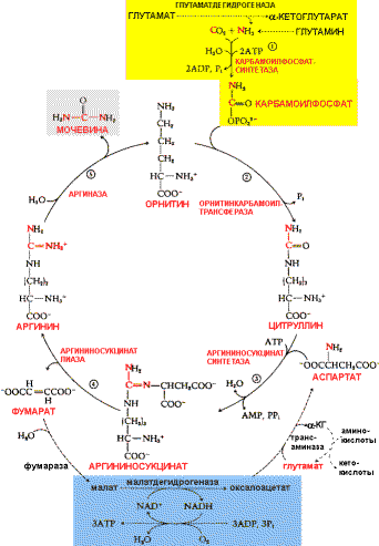 http://www.ssmu.ru/ofice/f4/biochemistry/uthebnik/book10.files/image022.gif