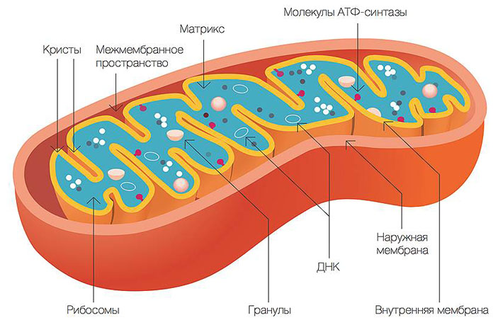 http://russkievesti.ru/assets/images/resources/14524/mitoxondrii-pomnyat-chto-oni-byili-bakteriyami.jpg