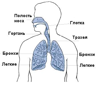 http://astery-med.ru/whatailsyou/dyh_system/image/dyh_sys.jpg