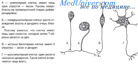 http://meduniver.com/medical/gistologia/img/65.jpg