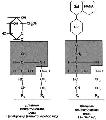 рис. 5-5. гликолипиды. gal - галактоза; glc - глюкоза; nana (neuac) - n-ацетилнейраминовая или сиаловая кислота.
