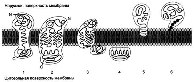 рис. 5-10. расположение (локализация) белков в мембранах. трансмембранные белки, например: 1 - гпикофорин а; 2 - рецептор адреналина. поверхностные белки: 3 - белки, связанные с интегральными белками, например, фермент сукци-натдегидрогеназа; 4 - белки, присоединённые к полярным 