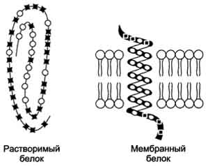 рис. 5-12. локализация неполярных (незакрашенные кружки) и полярных (закрашенные квадраты) аминокислот в растворимых и мембранных белках.