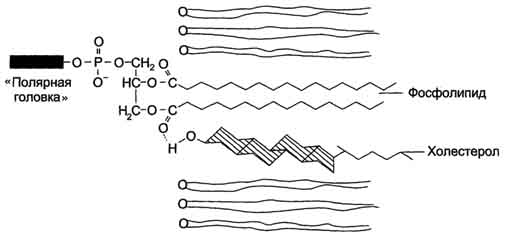 рис. 5-6. положение молекулы холестерола в мембране. молекула холестерола располагается в липидном слое мембраны параллельно алифатическим цепям молекул фосфо- и гликолипидов. гидроксильная группа холестерола контактирует с гидрофильными 