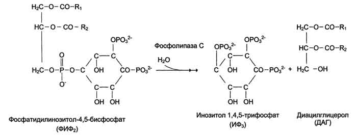 рис. 5-8. гидролиз фосфатидилинозитол-4,5-бисфосфата.